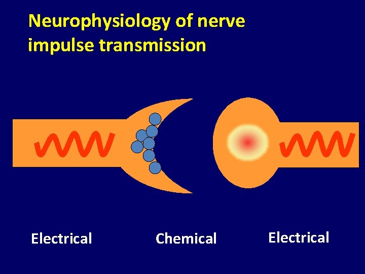 Neurophysiology of nerve impulse transmission Electrical Chemical Electrical 