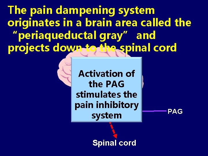 The pain dampening system originates in a brain area called the “periaqueductal gray” and