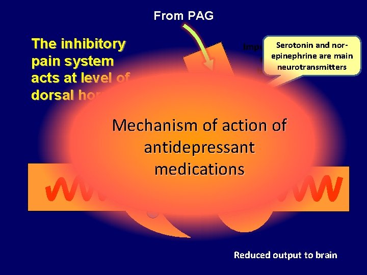 From PAG The inhibitory pain system acts at level of dorsal horn Impulses. Serotonin
