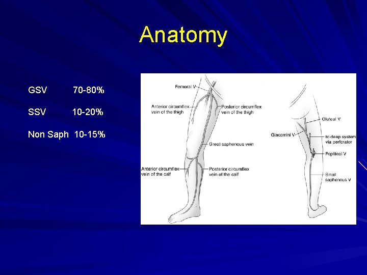Anatomy GSV 70 -80% SSV 10 -20% Non Saph 10 -15% 