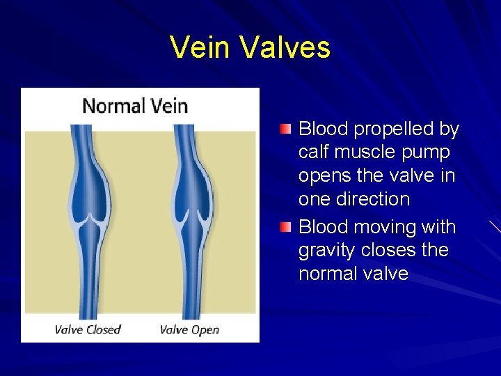 Vein Valves Blood propelled by calf muscle pump opens the valve in one direction