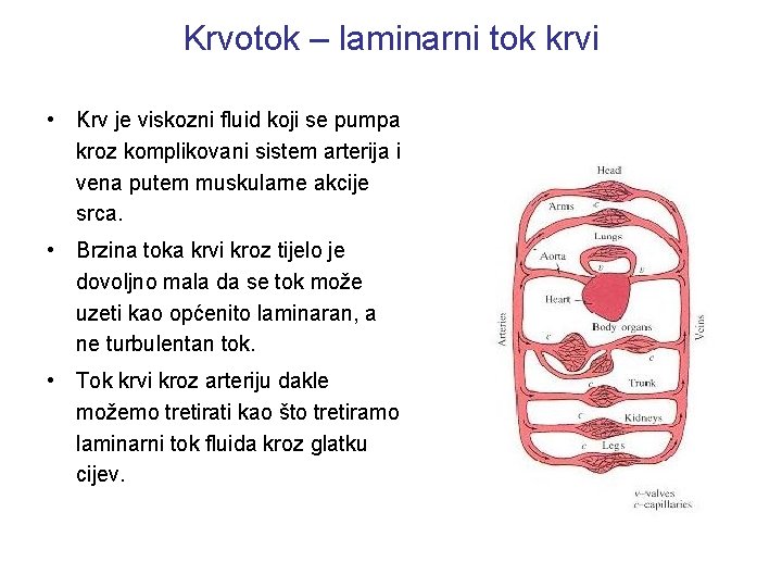 Krvotok – laminarni tok krvi • Krv je viskozni fluid koji se pumpa kroz