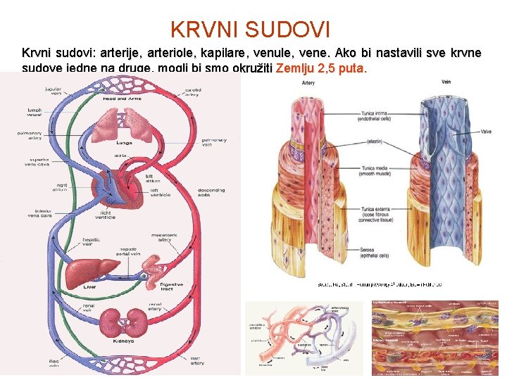 KRVNI SUDOVI Krvni sudovi: arterije, arteriole, kapilare, venule, vene. Ako bi nastavili sve krvne