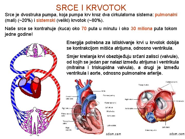 SRCE I KRVOTOK Srce je dvostruka pumpa, pump koja pumpa krv kroz dva cirkulatorna