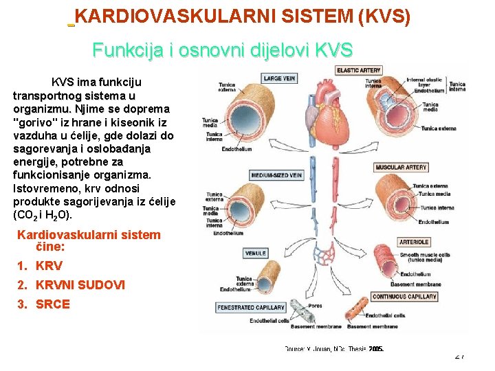 KARDIOVASKULARNI SISTEM (KVS) Funkcija i osnovni dijelovi KVS ima funkciju transportnog sistema u organizmu.