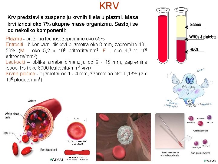 KRV Krv predstavlja suspenziju krvnih tijela u plazmi. Masa krvi iznosi oko 7% ukupne
