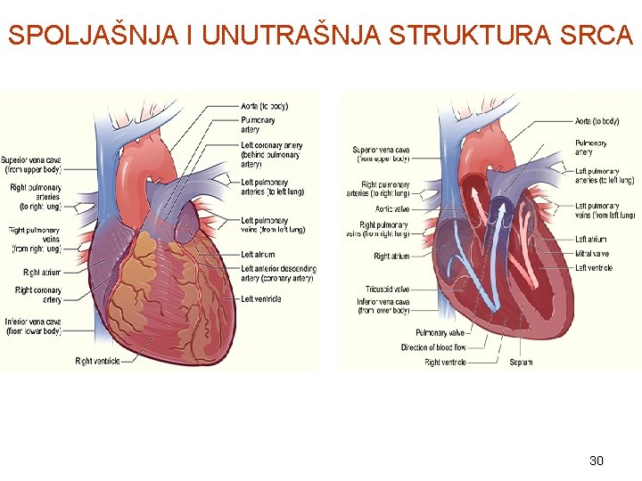 SPOLJAŠNJA I UNUTRAŠNJA STRUKTURA SRCA 30 