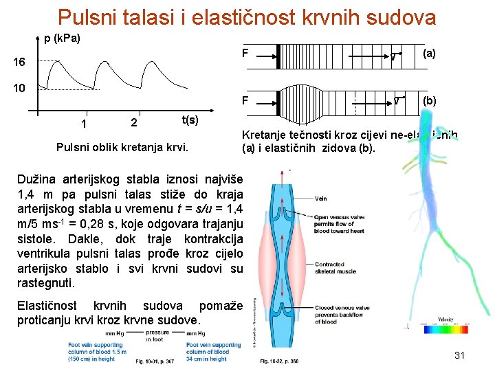 Pulsni talasi i elastičnost krvnih sudova p (k. Pa) 16 10 1 2 F