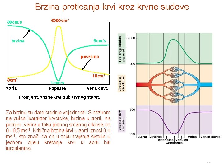 Brzina proticanja krvi kroz krvne sudove 30 cm/s 6000 cm 2 brzina 5 cm/s