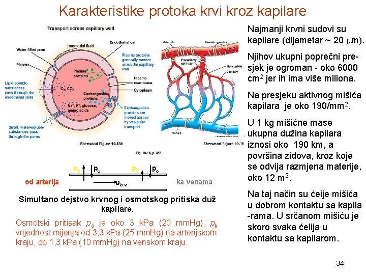 Karakteristike protoka krvi kroz kapilare Najmanji krvni sudovi su kapilare (dijametar ~ 20 mm).