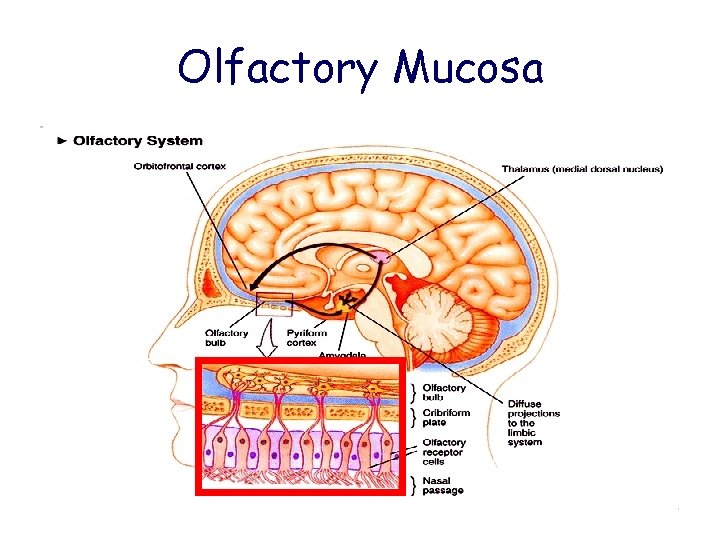 Olfactory Mucosa 