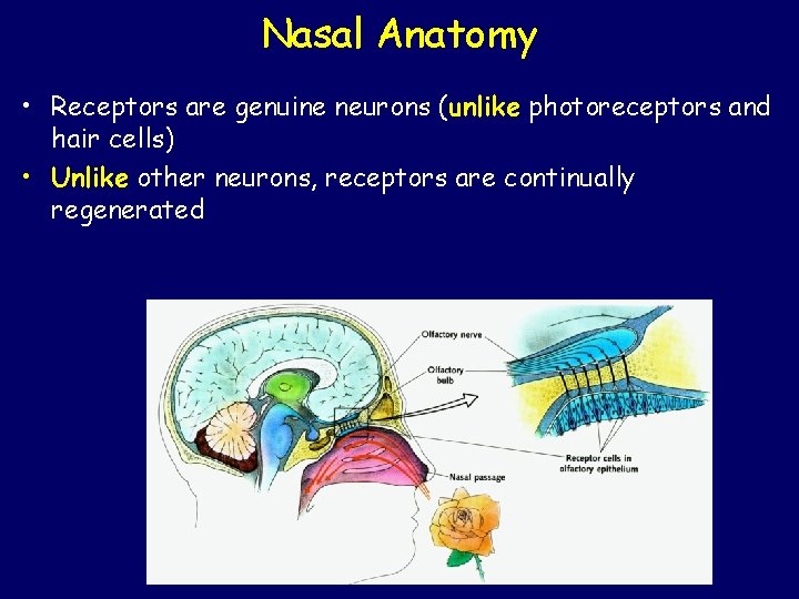 Nasal Anatomy • Receptors are genuine neurons (unlike photoreceptors and hair cells) • Unlike