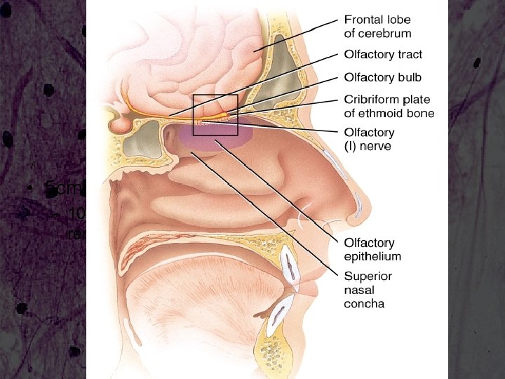 Olfactory Epithelium • 5 cm 2 of membrane – 10 -100 million receptors 