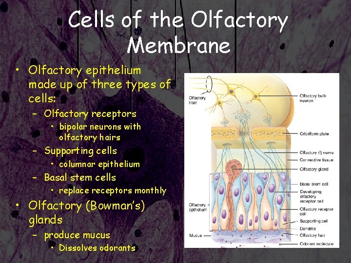 Cells of the Olfactory Membrane • Olfactory epithelium made up of three types of