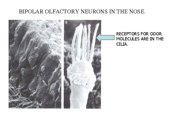 BIPOLAR OLFACTORY NEURONS IN THE NOSE. RECEPTORS FOR ODOR MOLECULES ARE IN THE CILIA.