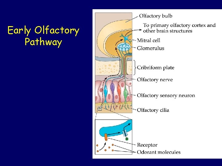 Early Olfactory Pathway 