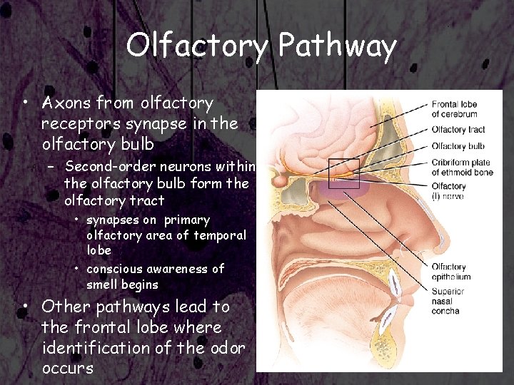 Olfactory Pathway • Axons from olfactory receptors synapse in the olfactory bulb – Second-order