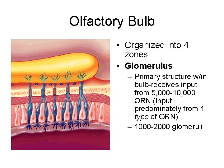 Olfactory Bulb • Organized into 4 zones • Glomerulus – Primary structure w/in bulb-receives