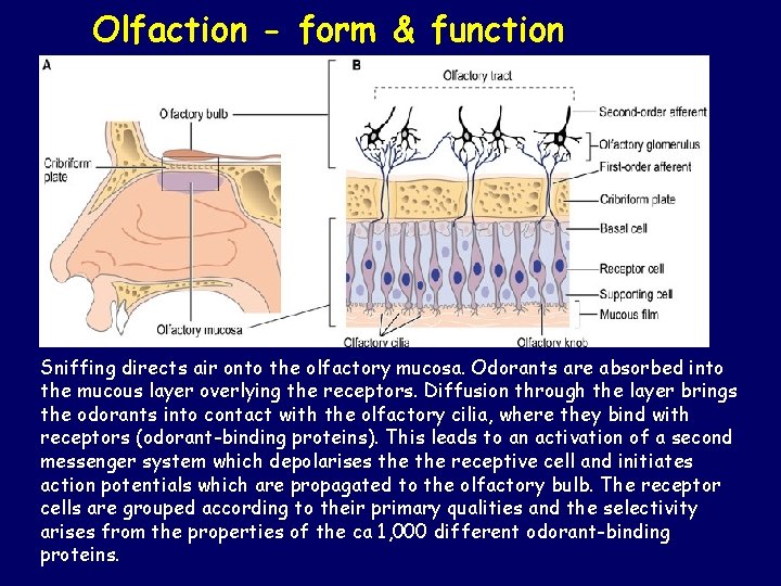 Olfaction - form & function Sniffing directs air onto the olfactory mucosa. Odorants are