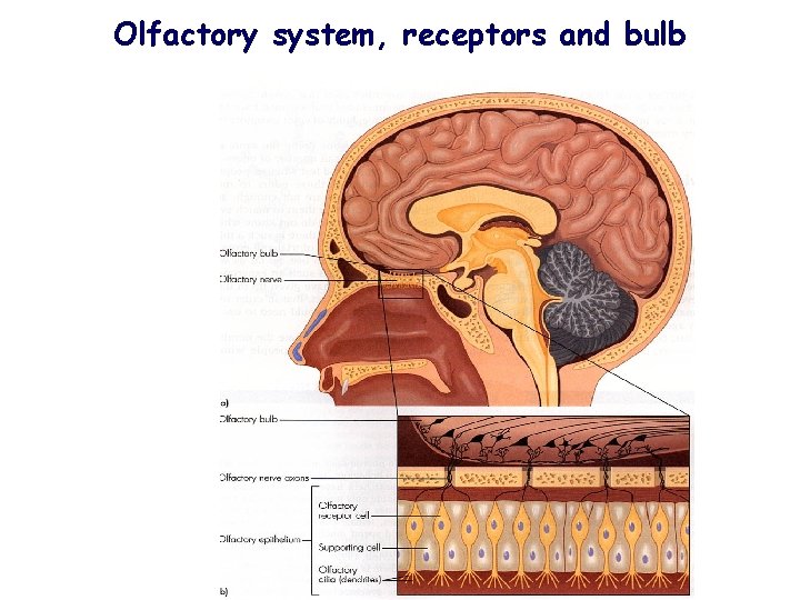 Olfactory system, receptors and bulb 