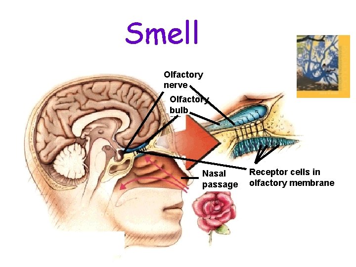 Smell Olfactory nerve Olfactory bulb Nasal passage Receptor cells in olfactory membrane 