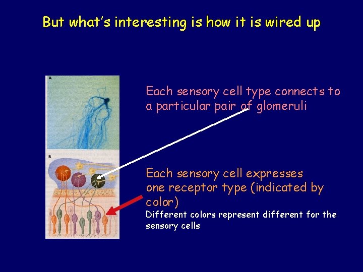 But what’s interesting is how it is wired up Each sensory cell type connects