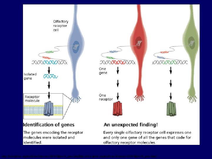 http: //nobelprize. org/medicine/laureates/2004/illpres/4_gene. html 