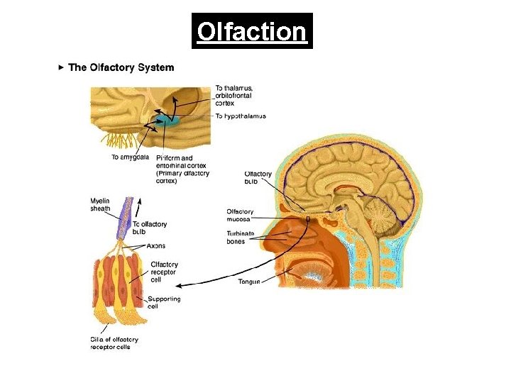 Olfaction 