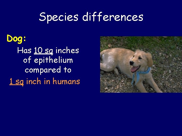 Species differences Dog: Has 10 sq inches of epithelium compared to 1 sq inch