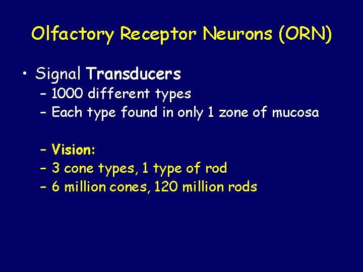 Olfactory Receptor Neurons (ORN) • Signal Transducers – 1000 different types – Each type