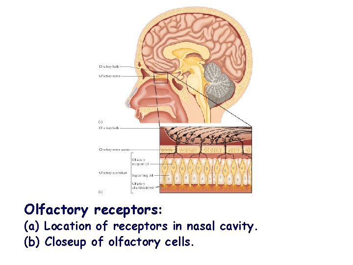 Olfactory receptors: (a) Location of receptors in nasal cavity. (b) Closeup of olfactory cells.