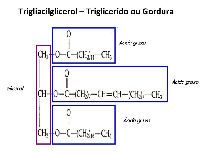 Trigliacilglicerol – Triglicerído ou Gordura Ácido graxo Glicerol Ácido graxo 