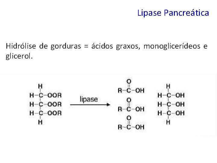 Lipase Pancreática Hidrólise de gorduras = ácidos graxos, monoglicerídeos e glicerol. 