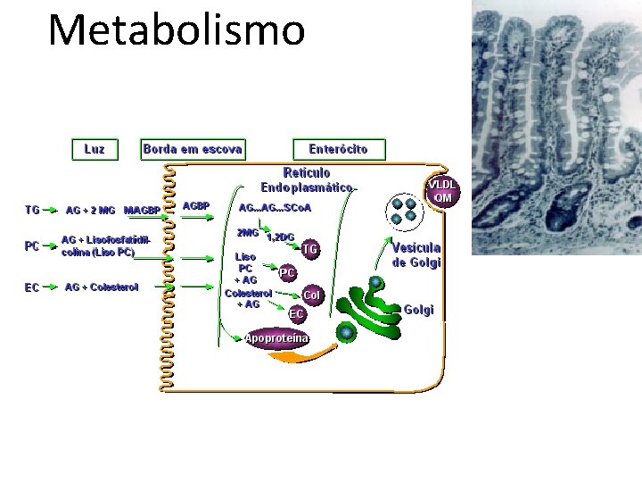 Metabolismo 