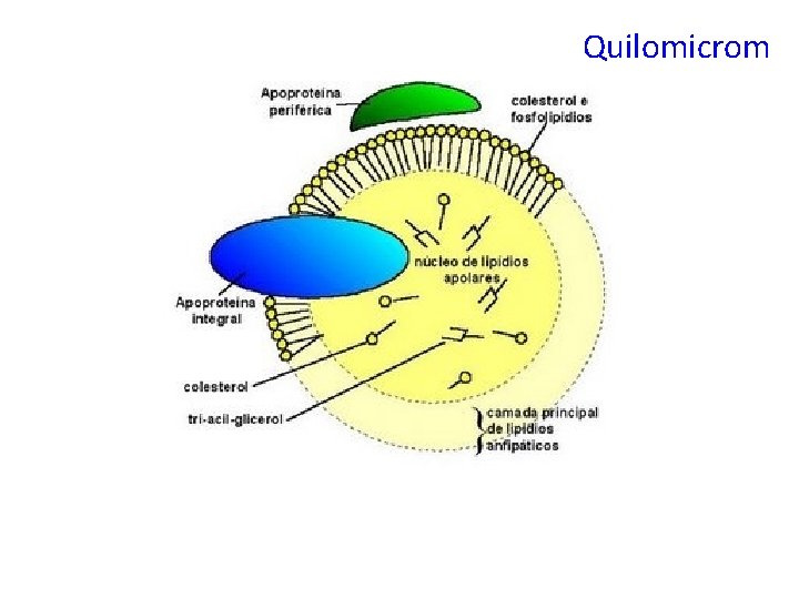 Quilomicrom 