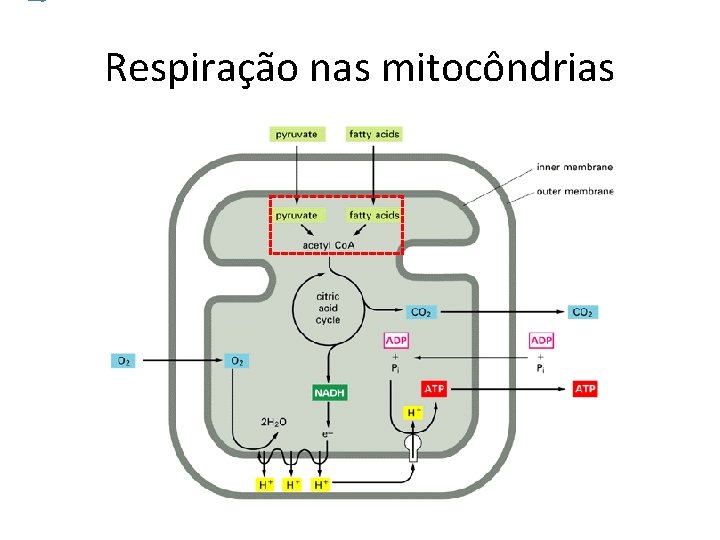 Respiração nas mitocôndrias 