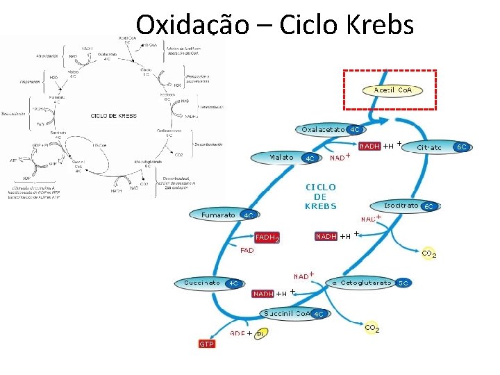 Oxidação – Ciclo Krebs 