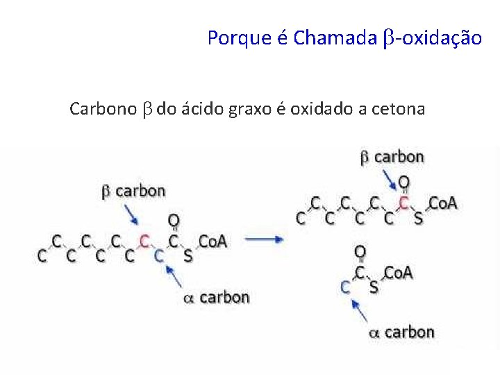 Porque é Chamada -oxidação Carbono do ácido graxo é oxidado a cetona 