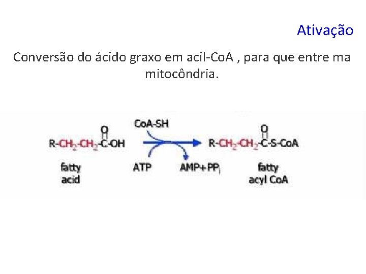 Ativação Conversão do ácido graxo em acil-Co. A , para que entre ma mitocôndria.