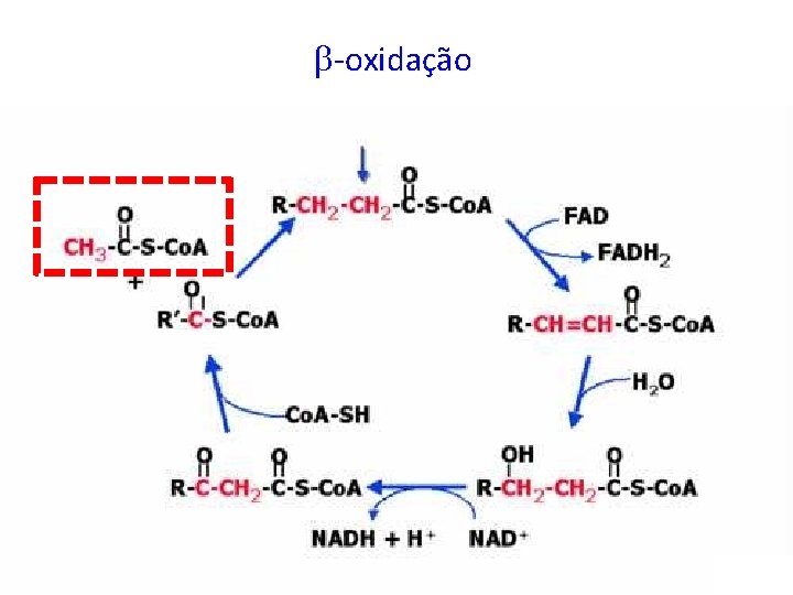  -oxidação 