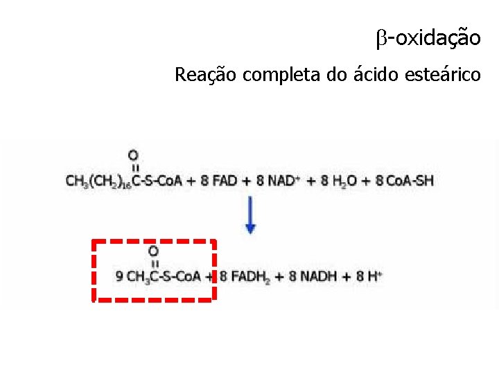  -oxidação Reação completa do ácido esteárico 