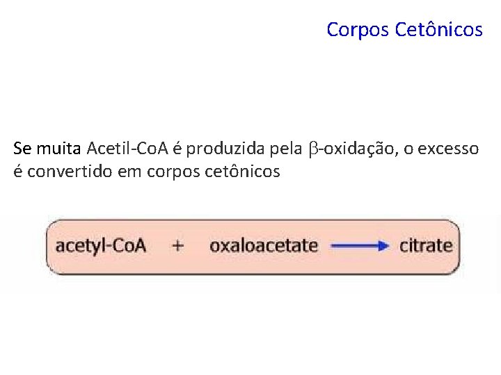 Corpos Cetônicos Se muita Acetil-Co. A é produzida pela -oxidação, o excesso é convertido