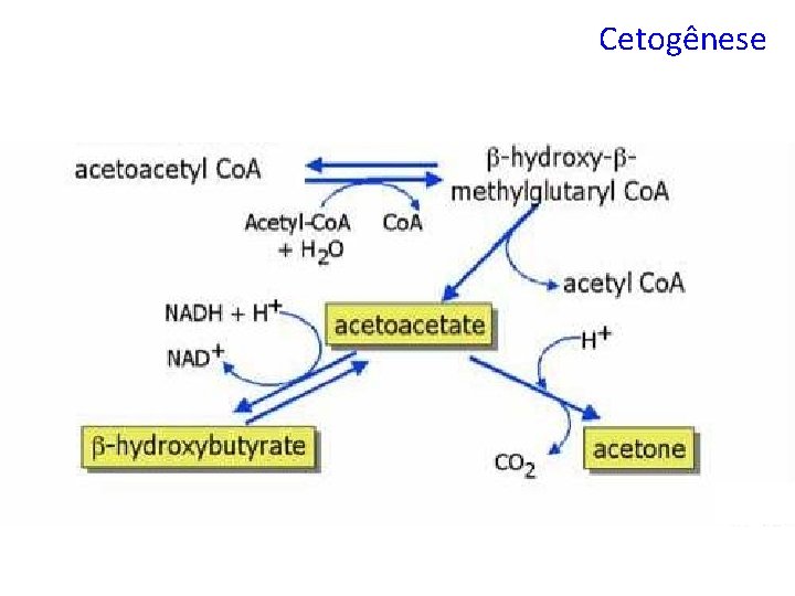 Cetogênese 