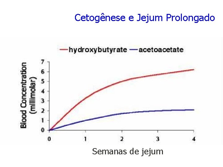 Cetogênese e Jejum Prolongado Semanas de jejum 