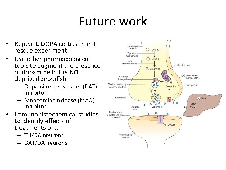 Future work • Repeat L-DOPA co-treatment rescue experiment • Use other pharmacological tools to