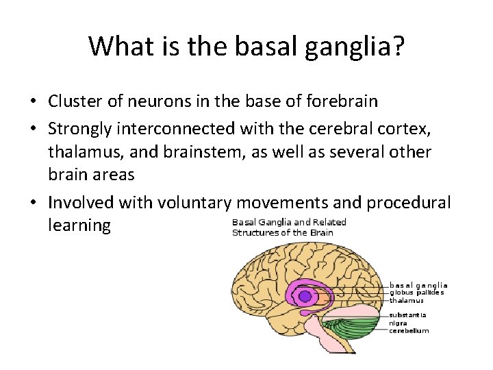 What is the basal ganglia? • Cluster of neurons in the base of forebrain