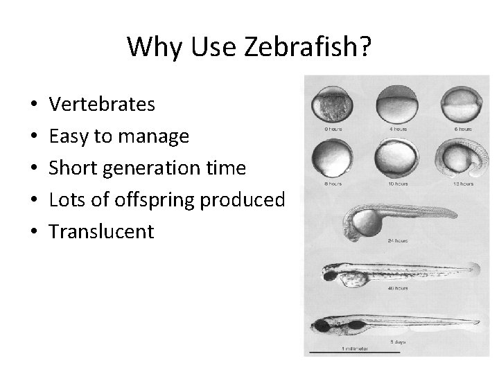 Why Use Zebrafish? • • • Vertebrates Easy to manage Short generation time Lots