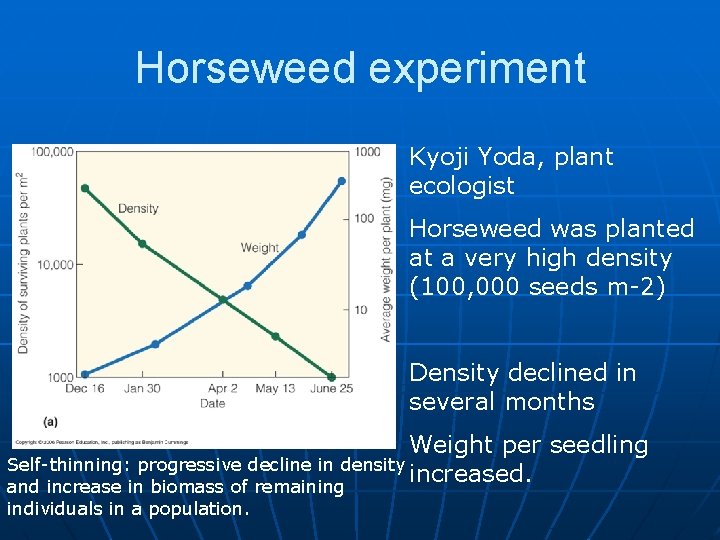 Horseweed experiment Kyoji Yoda, plant ecologist Horseweed was planted at a very high density