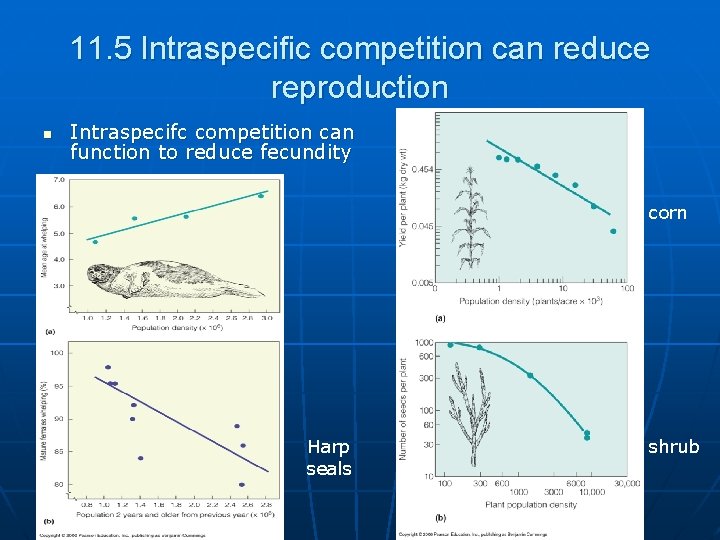 11. 5 Intraspecific competition can reduce reproduction n Intraspecifc competition can function to reduce