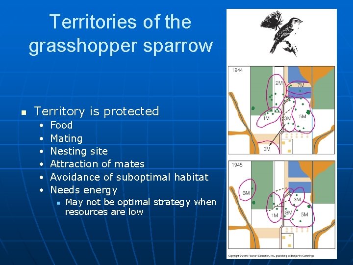 Territories of the grasshopper sparrow n Territory is protected • • • Food Mating
